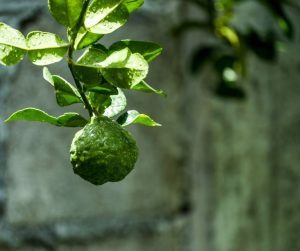 Bergamot botanicky známy ako Citrus bergamia je pomerne záhadná rastlina v citrónovej rodine