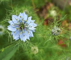 Čierny kmín známy aj ako Nigella sativa je bylina ktorá patrí do rodiny ľaliovitých