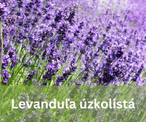 Levanduľa úzkolistá