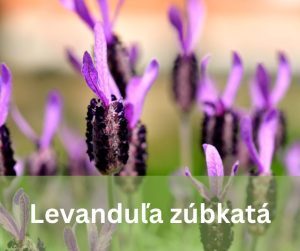 Levanduľa zúbkatá