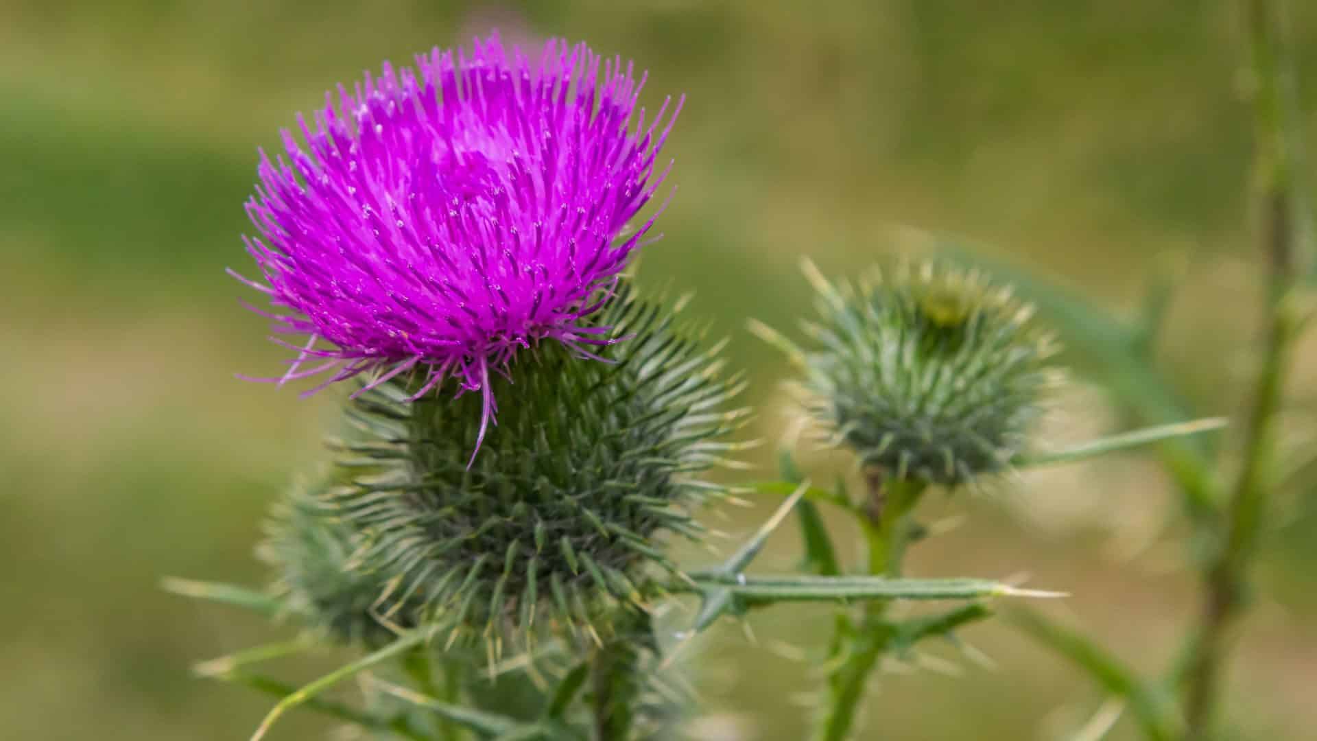 Bodliak liečivé účinky &#8211; 6 dôležitých informácií