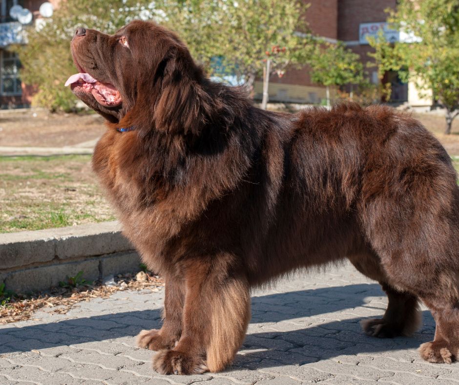 Novofundlandský pes