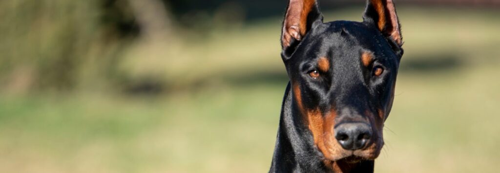 Doberman je stredne veľké plemeno s výraznou a elegantnou siluetou.