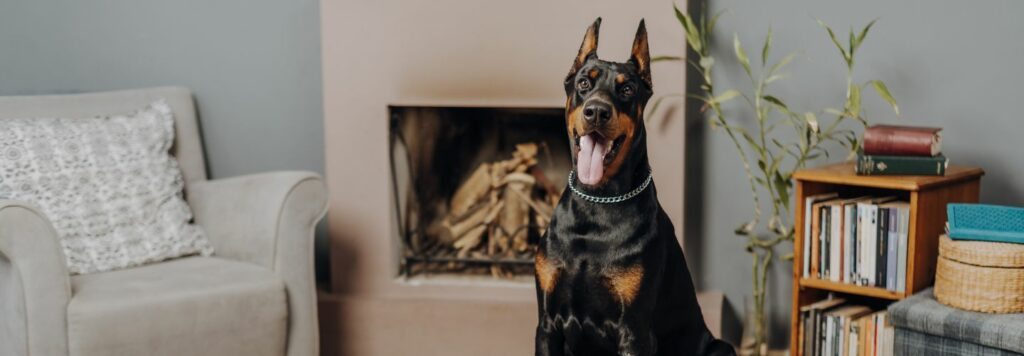 Dobermani sú veľmi aktívne a energické plemeno, ktoré vyžaduje veľa fyzickej aktivity každý deň.