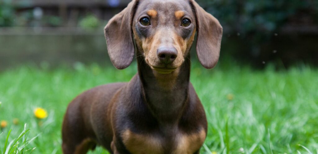 Jazvečíci potrebujú vyváženú stravu, ktorá zahŕňa bielkoviny, tuky, sacharidy, vitamíny a minerály.
