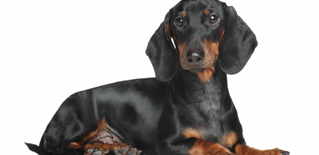 Jazvečík je okamžite rozpoznateľný vďaka svojmu jedinečnému vzhľadu