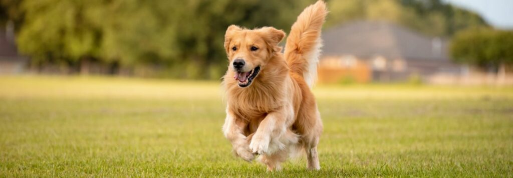 Zlatý retríver je stredne veľký pes, robustnej a vyváženej telesnej stavby. 