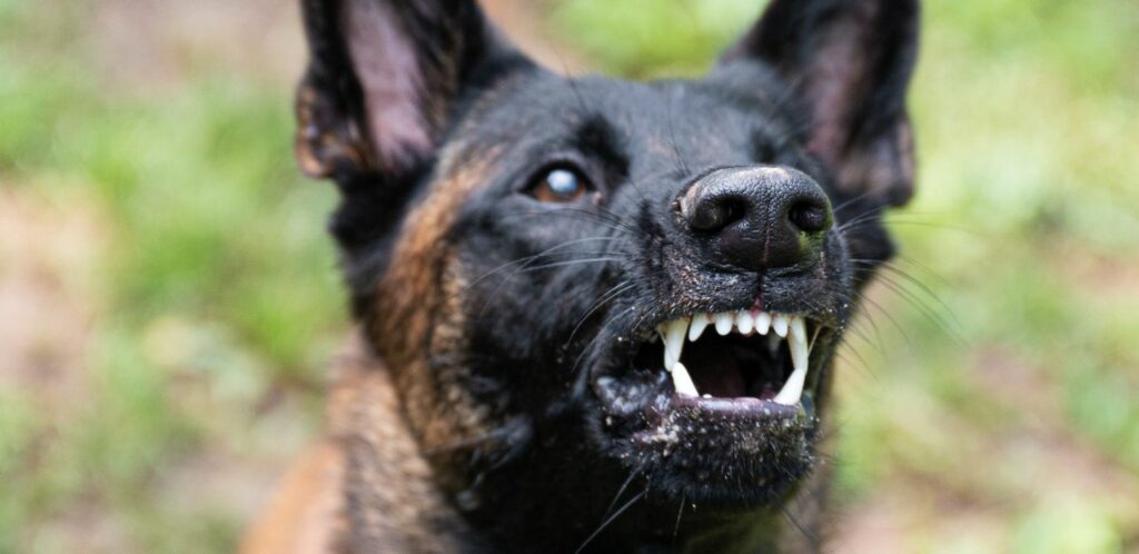 Belgický ovčiak je známy svojím energickým a odhodlaným temperamentom. 