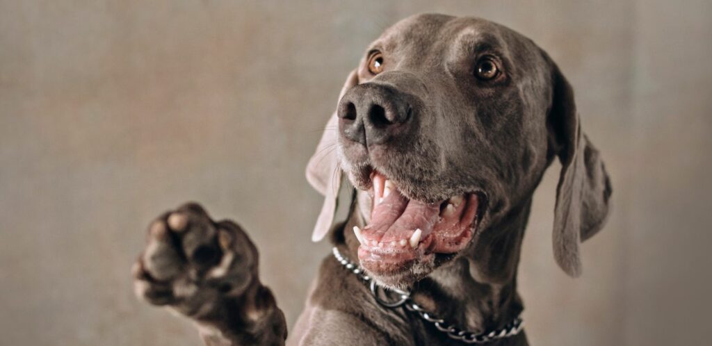 Hoci Weimarskí stavači sú vo všeobecnosti zdravé plemená, ako všetky plemená, sú náchylné na určité zdravotné problémy.