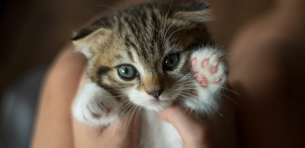 Mačiatka sú nádherné, energické a hravé stvorenia, ktoré prinášajú do domácností veľa radosti. 