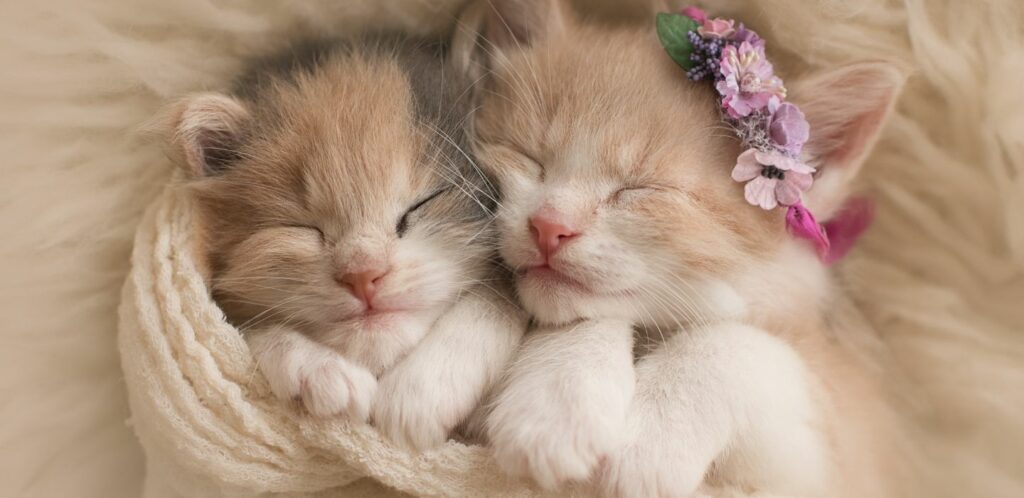 Mačiatka sú okrem svojej rozkošnosti fascinujúce aj vedeckým pohľadom.