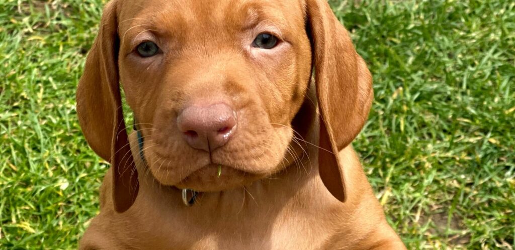 Pri hľadaní maďarskej vyžly je dôležité vyhľadať spoľahlivého a etického chovateľa.