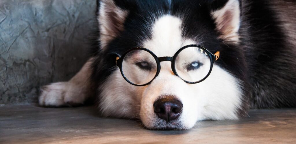 Sibírsky husky je známy svojou priateľskou, hravou a veselou povahou.