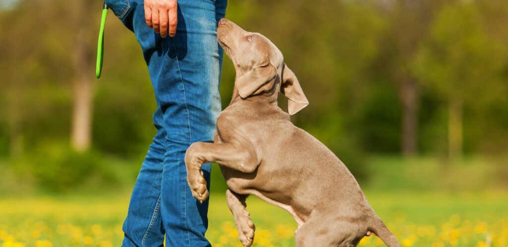 Weimarský stavač je vynikajúco inteligentné plemeno, ktoré je známe svojou energiou, odvahou a oddanosťou svojej rodine.
