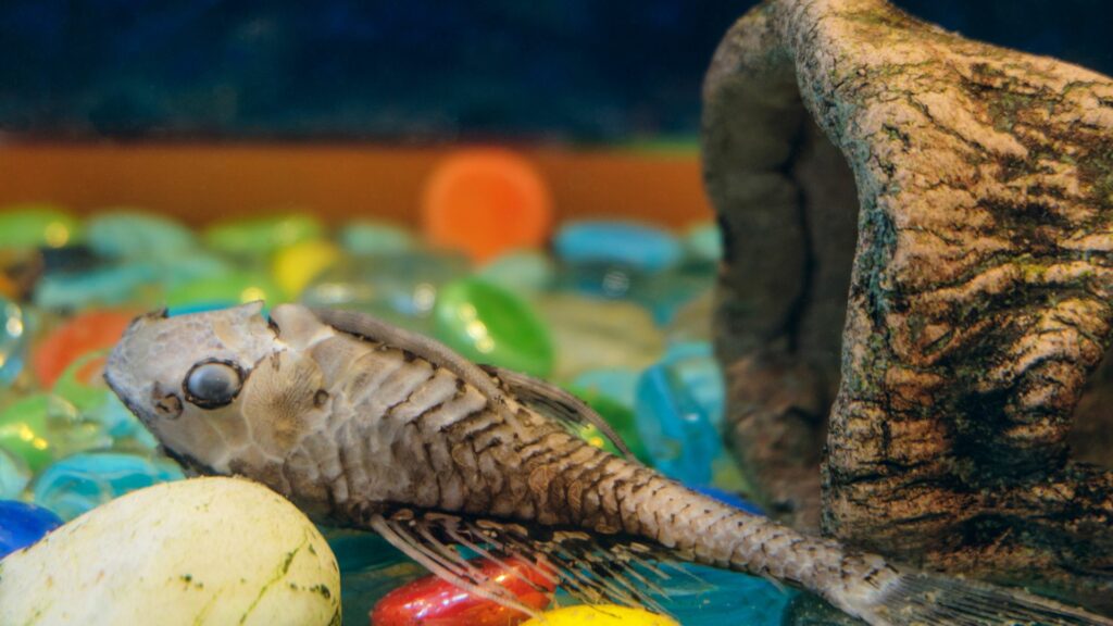 Akvárium je živým ekosystémom, v ktorom je vyvážená rovnováha medzi rybami, rastlinami a mikroorganizmami. 