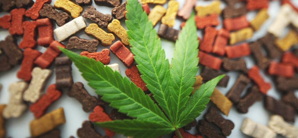 Konope má bohatú históriu využitia v medicíne, a to nielen pre ľudí, ale aj pre zvieratá. 