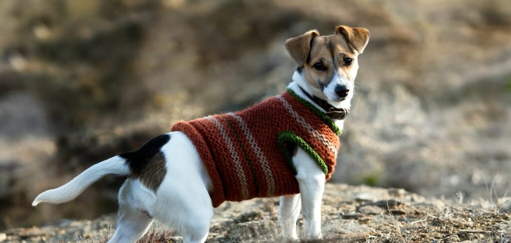 Jack Russell Teriér je zosobnením energie v malom balení. 