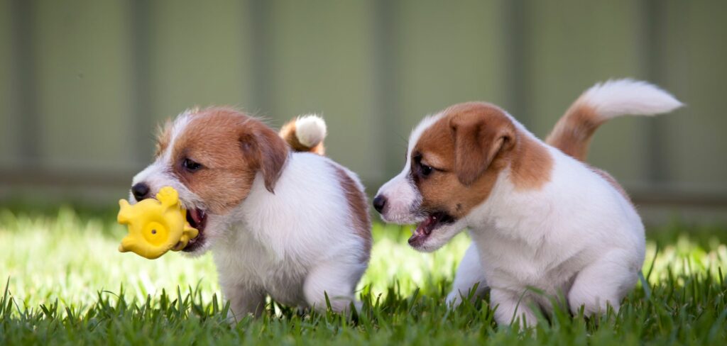 Jack Russell Teriéry, ako všetky plemená psov, môžu byť náchylné na určité zdravotné problémy. 