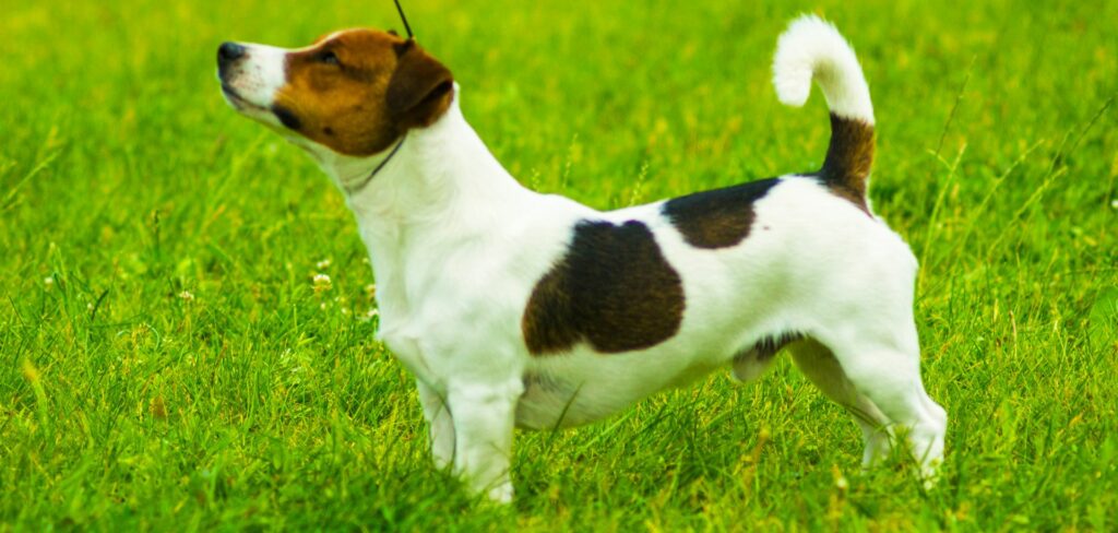 Jack Russell Teriéry sú inteligentné a aktívne plemená, ktoré sa môžu stať skvelými spoločníkmi pri správnom výcviku. 
