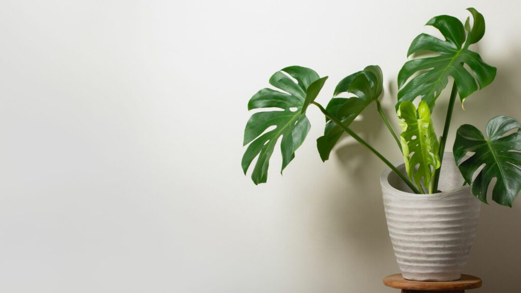 Mnoho bežných izbových rastlín, ktoré si ľudia vyberajú pre estetickú hodnotu alebo kvôli iným vlastnostiam, môže byť pre mačky nebezpečných. Tu je zoznam niektorých z nich: