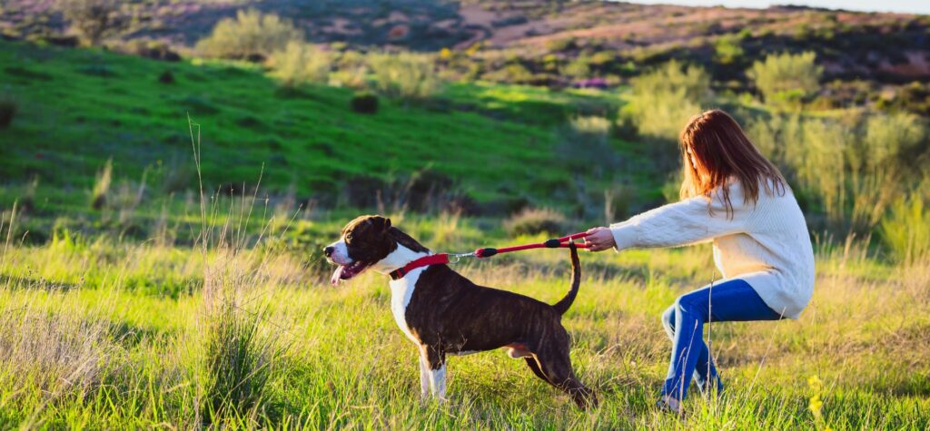 Po základnom tréningu je čas postupovať k pokročilejším technikám, ktoré pomôžu vášmu psovi zlepšiť jeho schopnosti reagovať na vedenie vo viac výzvových situáciách.