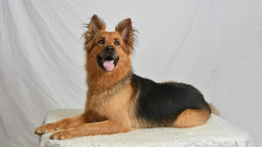 Nemecký ovčiak dlhosrstý je známy svojim vyváženým a stabilným temperamentom, čo ho robí ideálnym rodinným spoločníkom ako aj pracovným psom. 