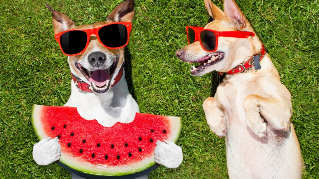 Podávanie melónu vášmu psovi môže byť skvelým spôsobom, ako mu poskytnúť zdravý a chutný pamlsok. 