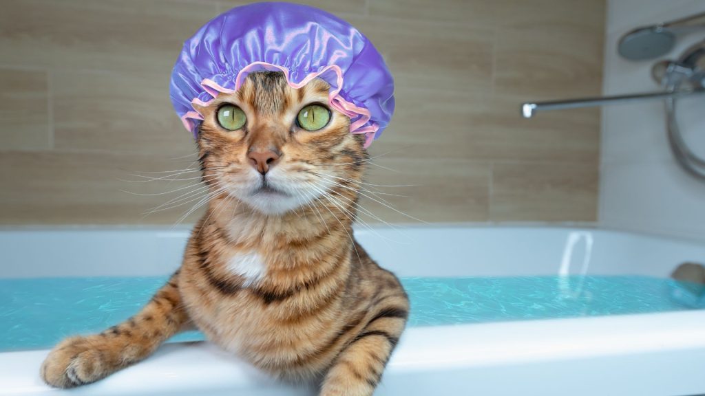 Správna starostlivosť a pozornosť k zdraviu mačky v rôznych fázach jej života sú kľúčové pre udržanie jej dlhého a šťastného života.