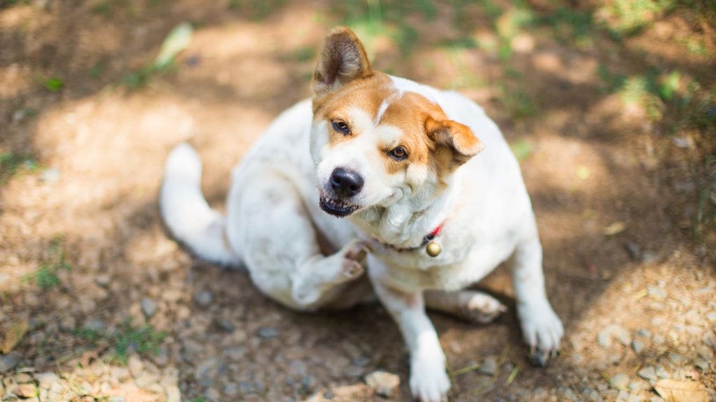 Alergie u psov môžu byť spôsobené potravinami, prostredím (ako peľ, prach), alebo alergénmi v domácnosti (ako sú chemikálie alebo tkaniny).