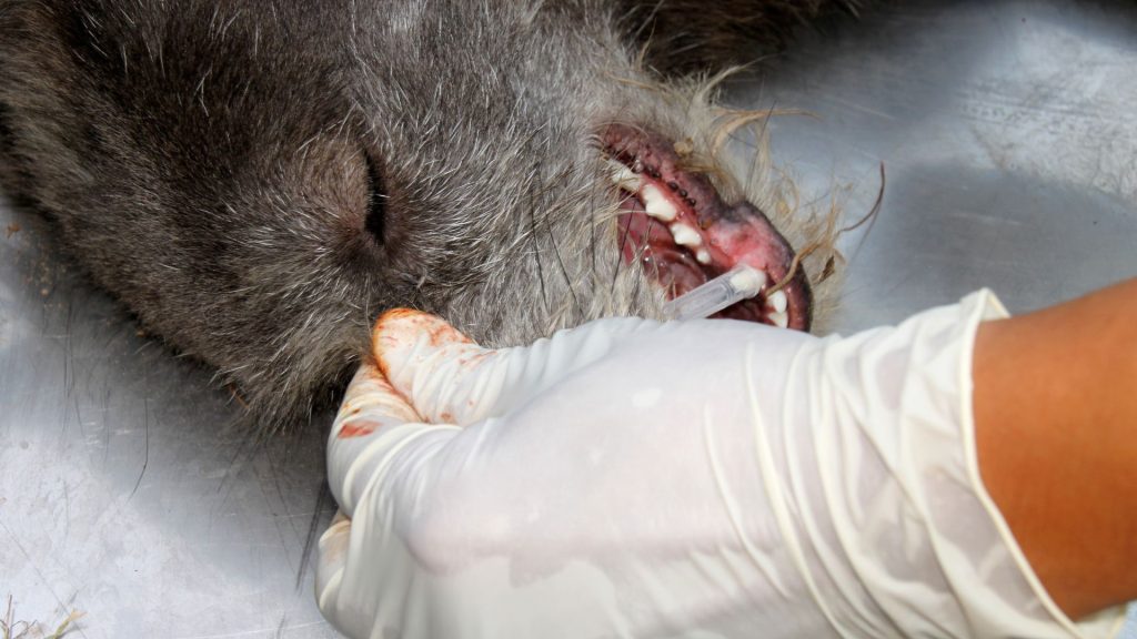 Ako pri každej operácii, existuje riziko reakcie na anestéziu, hoci moderné metódy a dôkladný predoperačný screening minimalizujú tieto riziká.