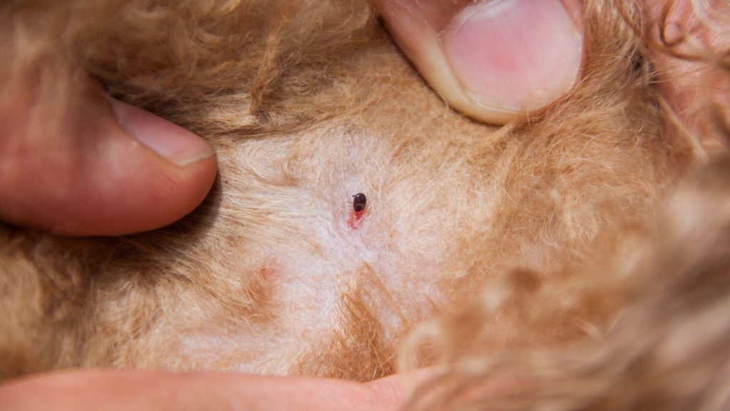 Blšie infestácie môžu rýchlo eskalovať, preto je dôležité pri prvých známkach začať s opatreniami.