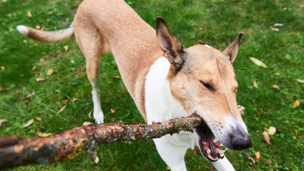 Kólia kratkosrstá je aktívne plemeno, ktoré potrebuje dostatok priestoru na pohyb a hru.