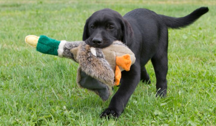 Labrador retrievery sú známe svojou priateľskosťou, inteligenciou a všestrannosťou.