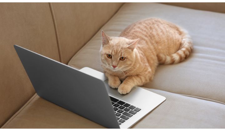 Mačky sú bytosti návykov a pravidelná rutina im pomáha cítiť sa bezpečne. 