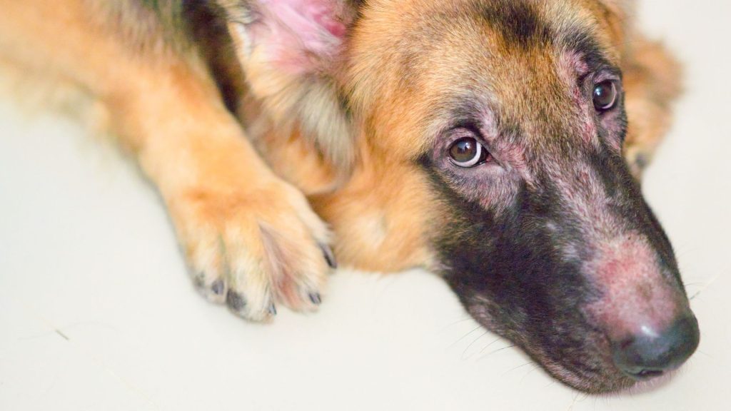 Môžu mať genetickú predispozíciu k problémom s kožou, ako je lupus alebo psoriaza.