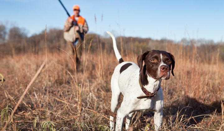 História poľovníckych psov odzrkadľuje ich neoddeliteľnú väzbu s ľuďmi a ich adaptabilitu na rôzne úlohy a prostredia. 