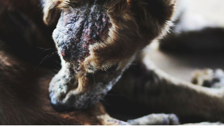 Prevencia svrabu u psov je dôležitá nielen pre zdravie postihnutého jedinca, ale tiež na ochranu ostatných zvierat a ľudí v domácnosti. 