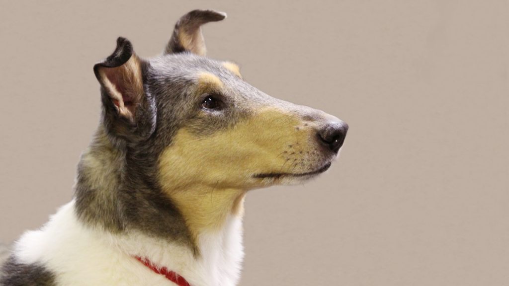 Kólia kratkosrstá je stredne veľké plemeno.