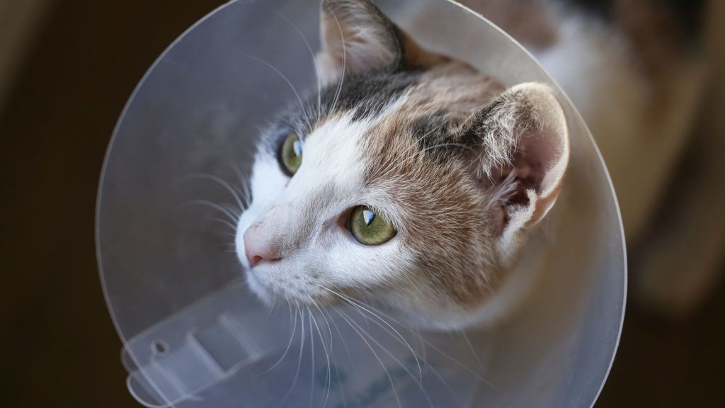 Po kastrácii kocúra je dôležité poskytnúť mu vhodnú starostlivosť, aby sa zabezpečilo jeho rýchle a bezproblémové uzdravenie.