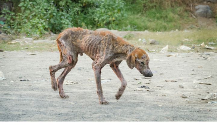 Svrab u psov sa prejavuje radom výrazných príznakov, ktoré môžu rýchlo eskalovať, ak nie sú správne liečené. 