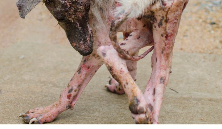 Včasné vyhľadanie veterinárnej starostlivosti je kľúčové pri správe a liečbe svrabu u psov. 