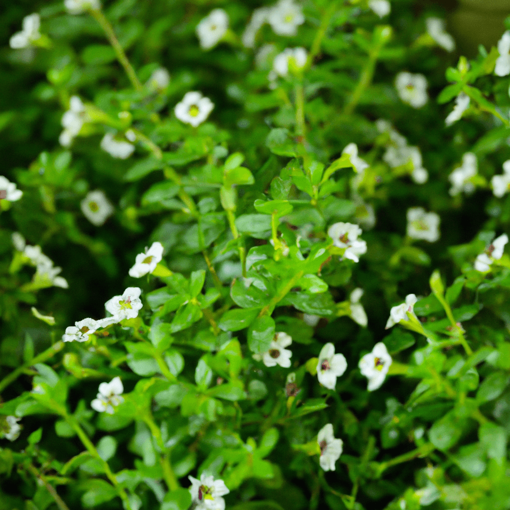 Bacopa monnieri &ndash; 6 super &uacute;&ccaron;inkov na zdravie