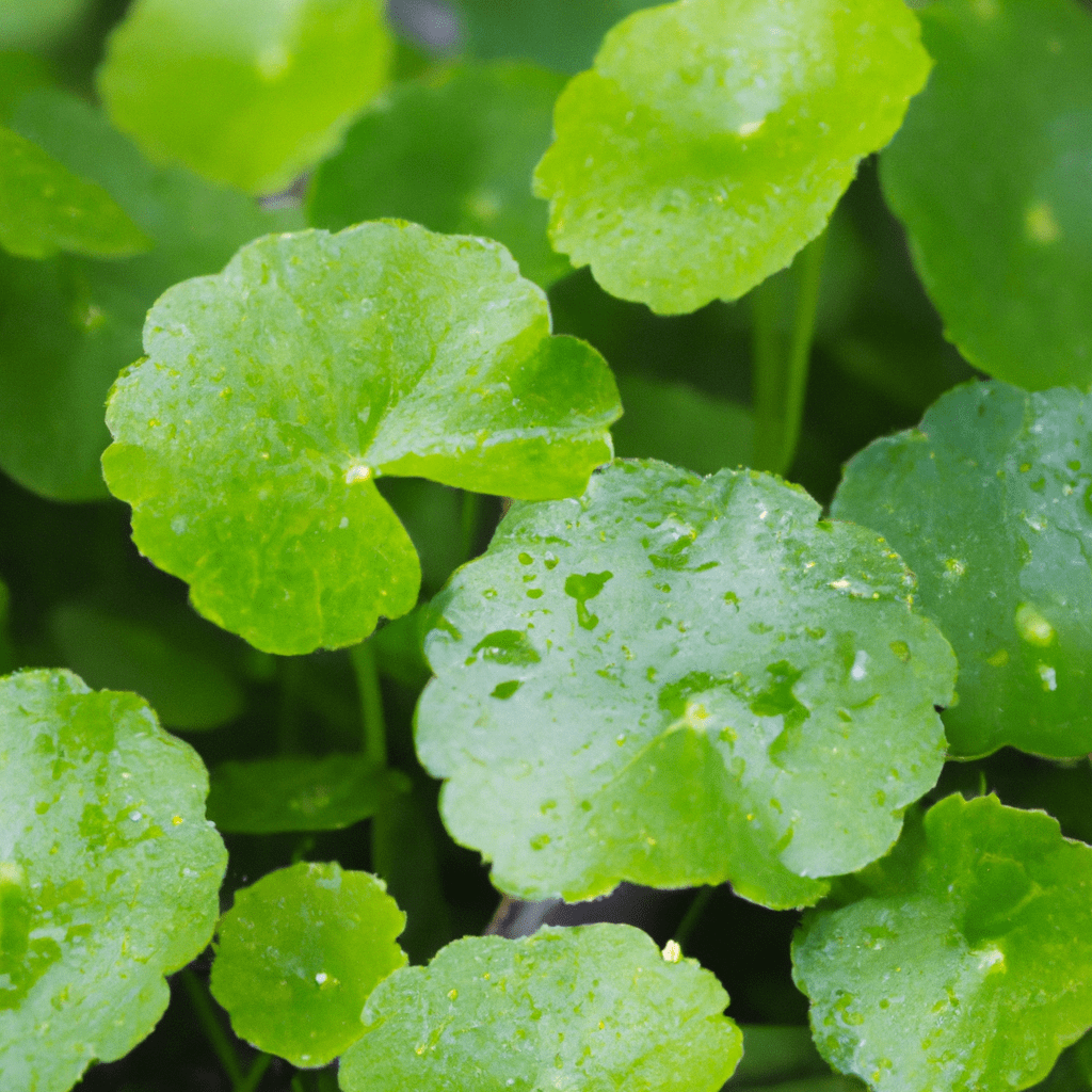 Gotu kola – 7 super účinkov na zdravie