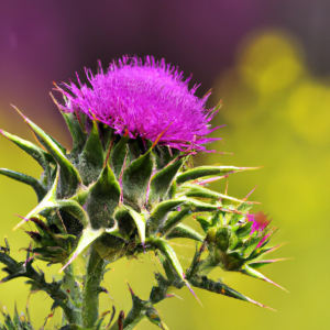 Silybum marianum