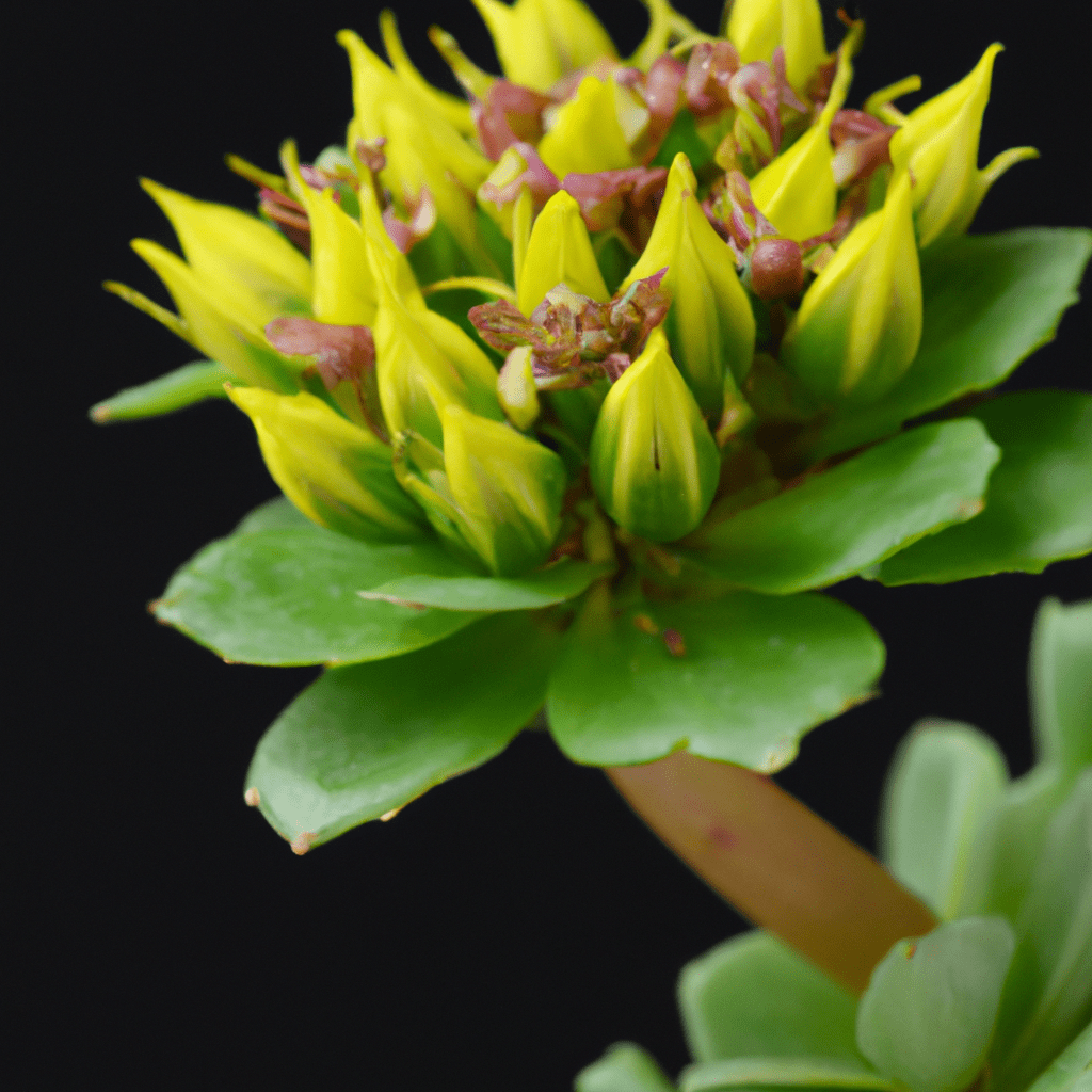 Rhodiola rosea – 5 super účinkov na zdravie