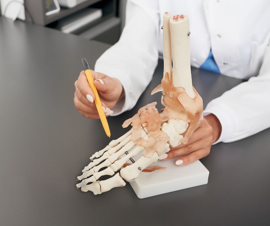 Anatomia a fyziologia chodidla