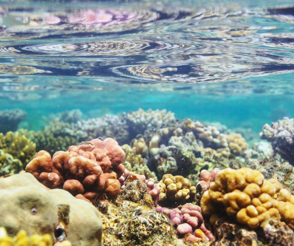 Aquamin je znamy svojim vysokym obsahom dolezitych mineralov a stopovych prvkov ktore maju vyznamny vplyv na spravne fungovanie organizmu