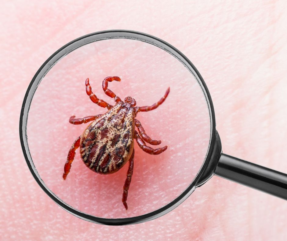 Boreli&oacute;za: Pr&iacute;&ccaron;iny, lie&ccaron;ba a prevencia