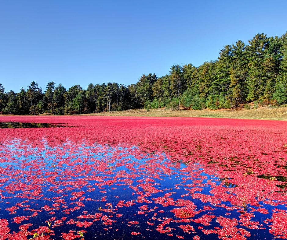 Brusnice schopne rast v raseliniskach a vlhkych prostrediach kde maju pristup k dostatocnemu mnozstvu vody