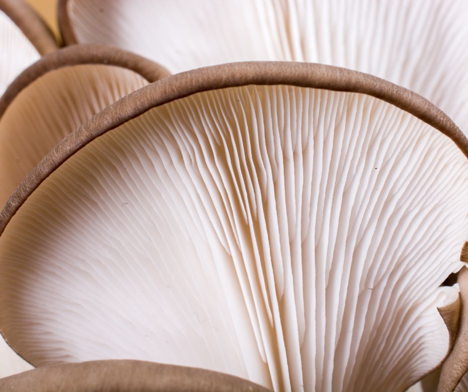 Hliva ustricov&aacute; &ndash; 5 super &uacute;&ccaron;inkov pre zdravie